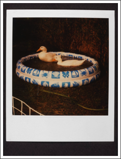 1977 Two ducks in pool, Colton, CA
